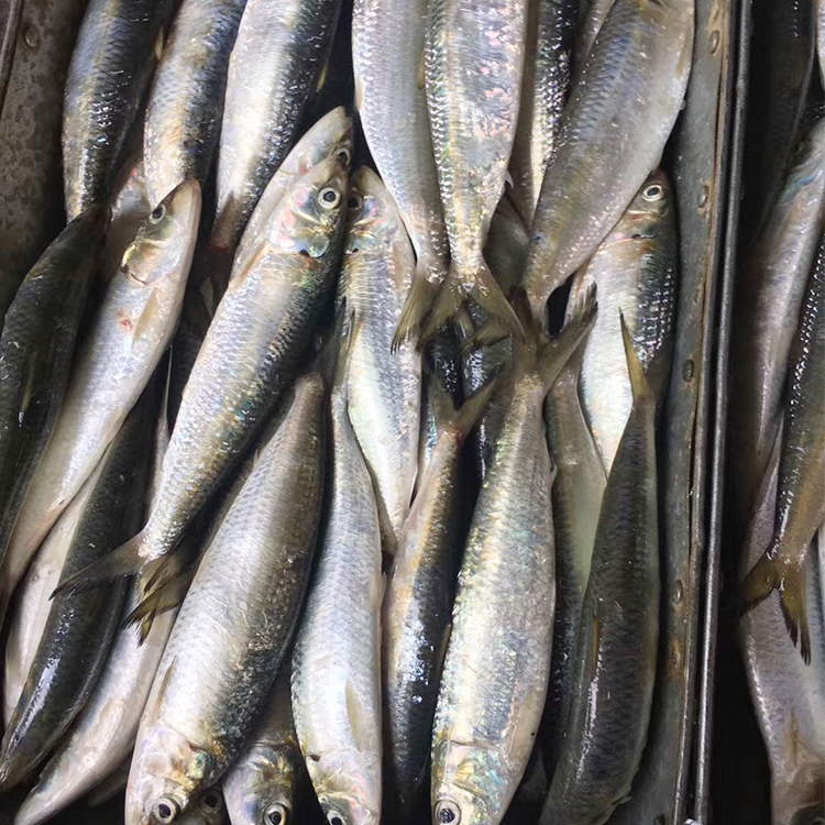 السردين المجمد - أسعار السوق الحالية وطرق الشراء 2025-12-17